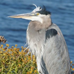 Mildred the marina Heron