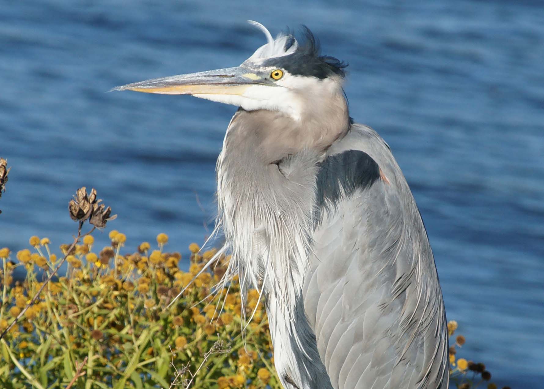 Mildred the marina Heron