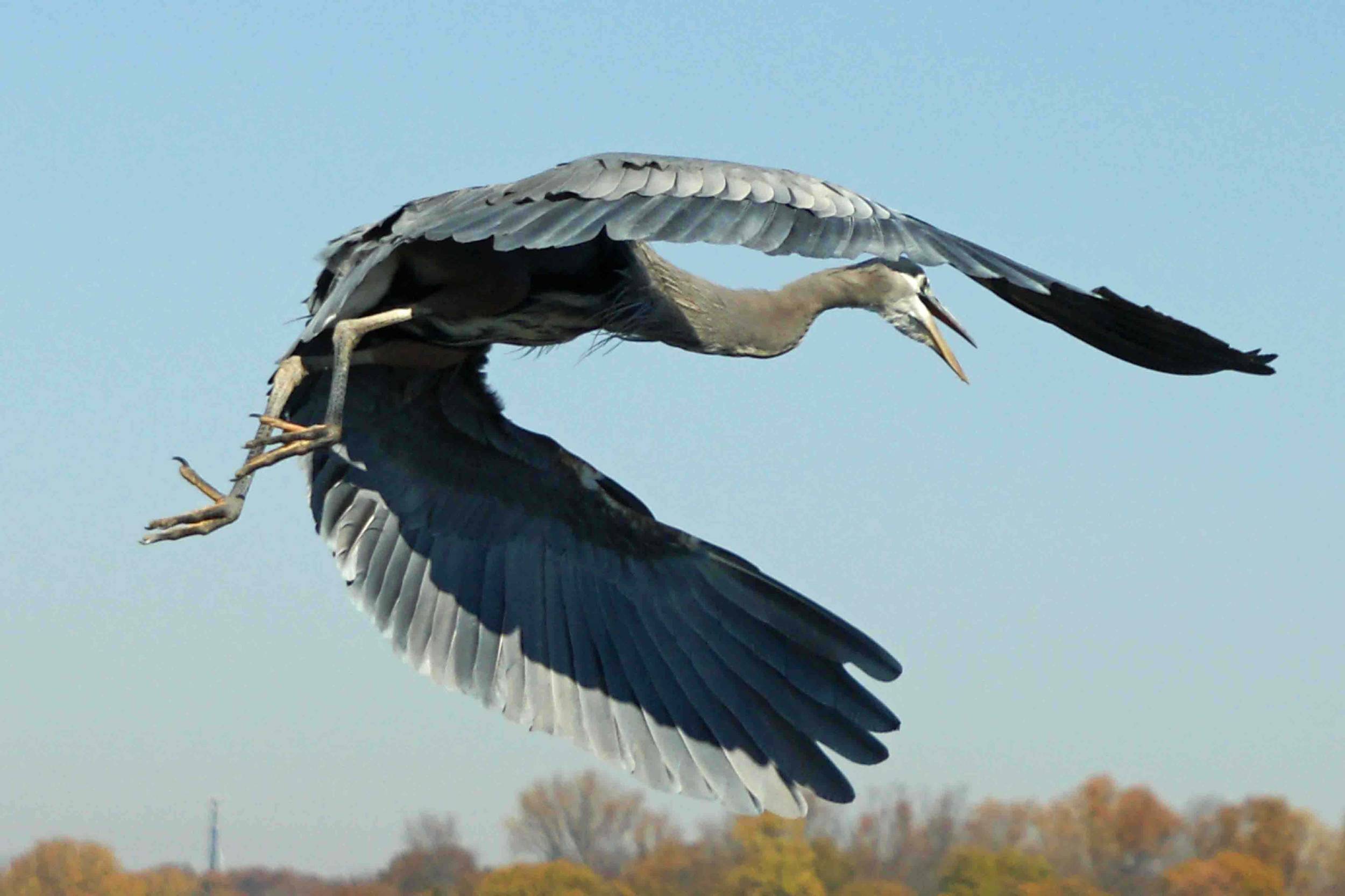 Millie in flight